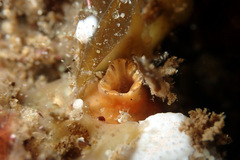 Stolidobranchia