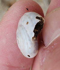 Sonorelix borregoensis