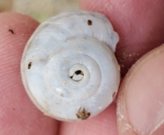 Sonorelix borregoensis