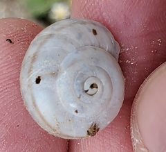 Sonorelix borregoensis