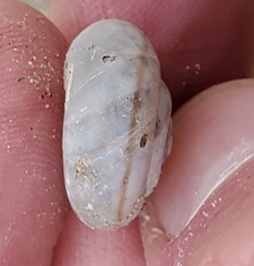 Sonorelix borregoensis