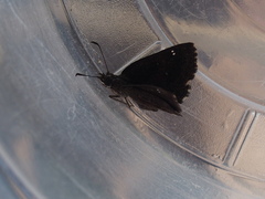 Staphylus hayhurstii