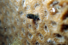 Plesiastrea versipora