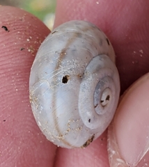 Sonorelix borregoensis