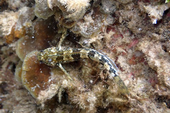 Lepidoblennius marmoratus