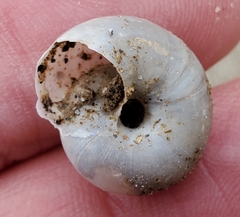 Sonorelix borregoensis