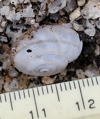 Sonorelix borregoensis