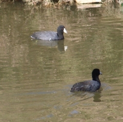 Fulica americana
