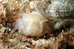 Stimdromia lateralis