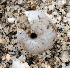 Sonorelix borregoensis