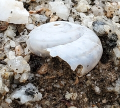 Sonorelix borregoensis