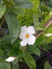 Mandevilla