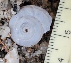 Sonorelix borregoensis