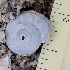 Sonorelix borregoensis