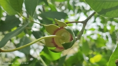 Sonneratia caseolaris