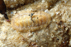Ischnochiton cariosus