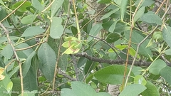 Sonneratia caseolaris