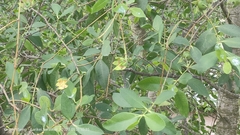 Sonneratia caseolaris