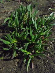 Carpobrotus edulis