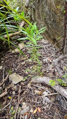 Pimelea longifolia