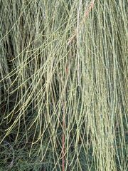 Casuarina equisetifolia