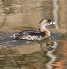 Podilymbus podiceps