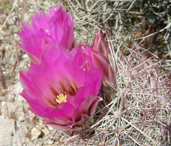 Echinomastus johnsonii