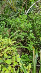 Pimelea longifolia