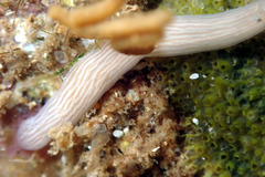 Baseodiscus delineatus