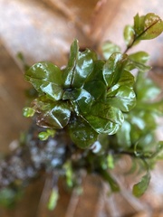 Rhizomnium punctatum