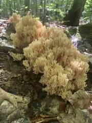 Ramaria rasilispora