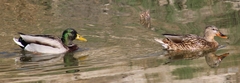 Anas platyrhynchos