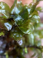 Rhizomnium punctatum