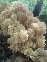 Ramaria rasilispora