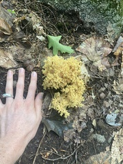 Ramaria rasilispora