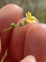 Linum arenicola