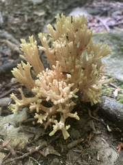 Ramaria rasilispora