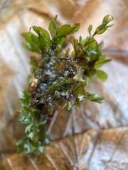 Rhizomnium punctatum
