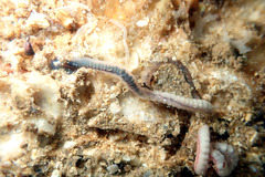 Phyllodocida