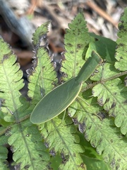 Orthodera ministralis