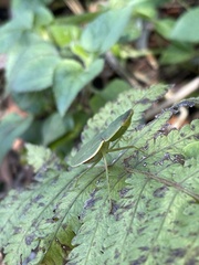 Orthodera ministralis