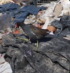 Gallinula galeata