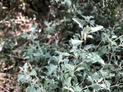 Chenopodium parabolicum