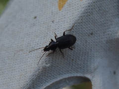 Platynini