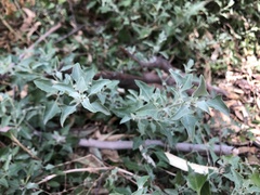 Chenopodium parabolicum