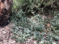 Chenopodium parabolicum