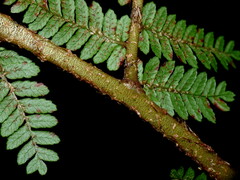 Cyathea colensoi