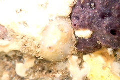 Pyuridae