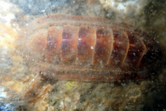 Ischnochiton cariosus