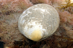 Pseudarcopagia decora